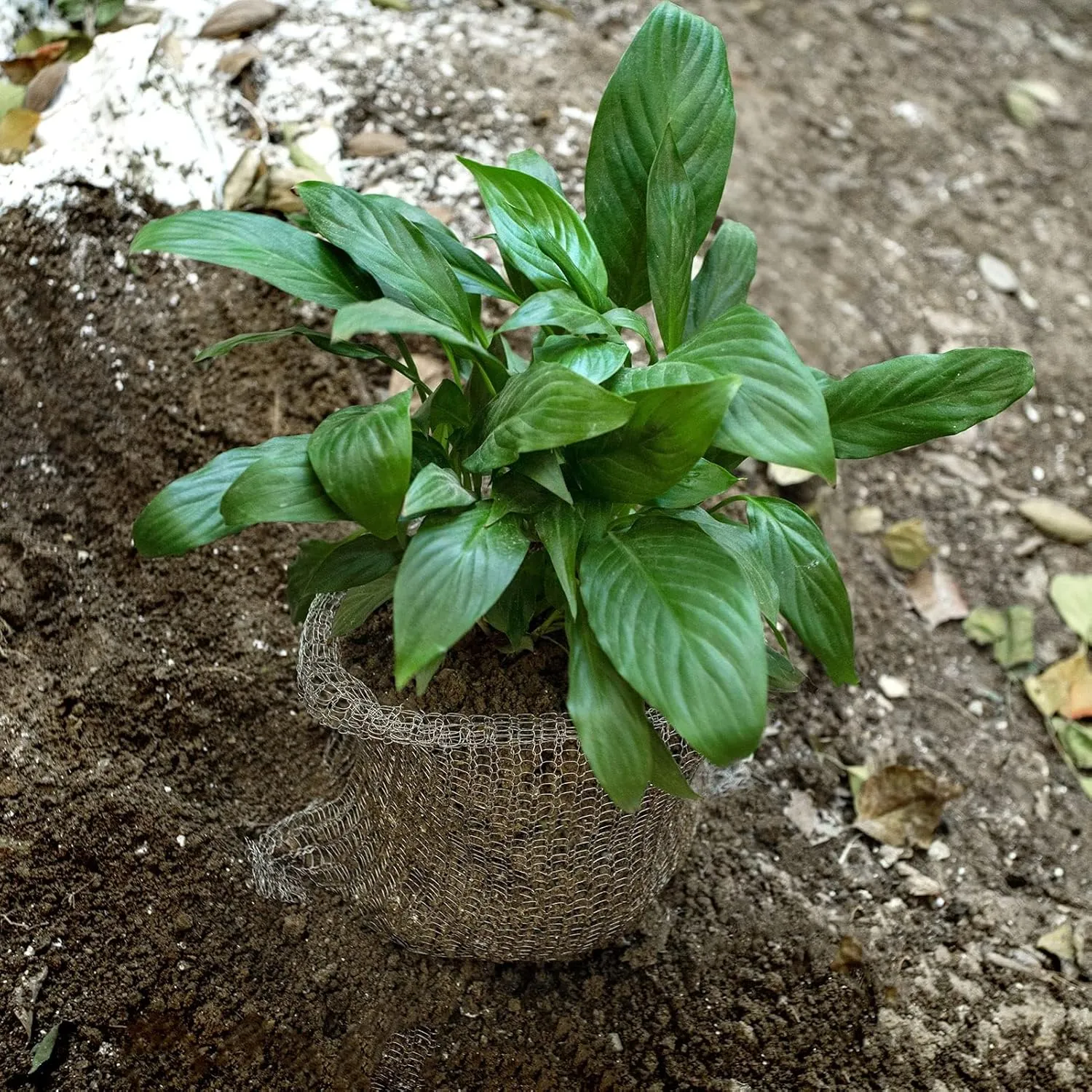 5 Pcs 5 Gallon Root Guard Gopher Proof Wire Basket Mole and Vole Mesh Wire Baskets Underground Stainless Steel Wire for Plants Root Protection