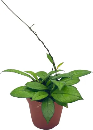 BubbleBlooms Hoya Crassiopetiolata in a 4 inch Pot Rare Limited Availability Hoya