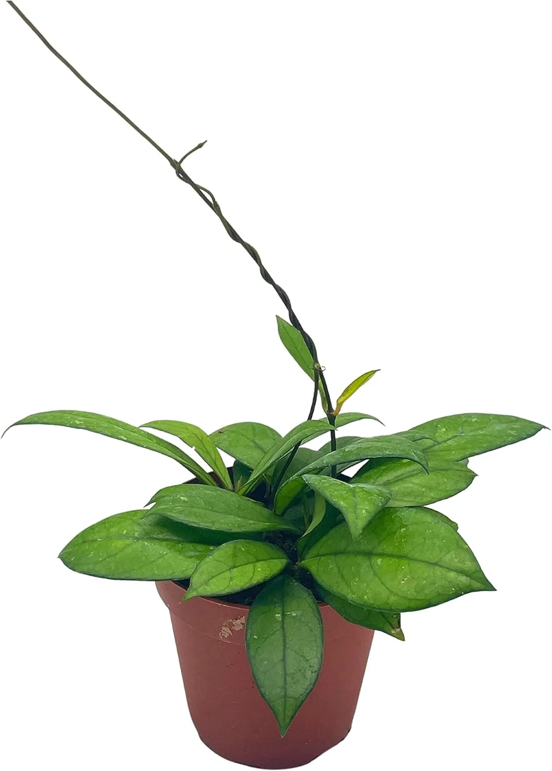 BubbleBlooms Hoya Crassiopetiolata in a 4 inch Pot Rare Limited Availability Hoya