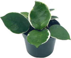 BubbleBlooms Variegated Hoya Carnosa Krimson Queen in a 4 inch Pot