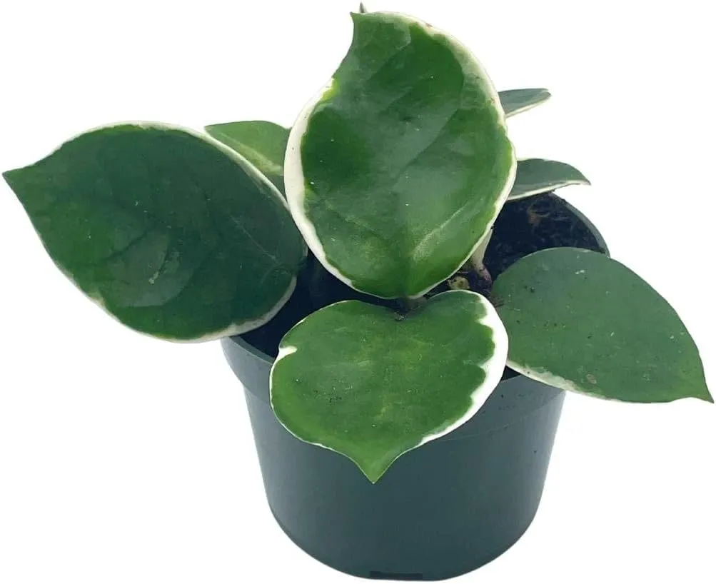 BubbleBlooms Variegated Hoya Carnosa Krimson Queen in a 4 inch Pot