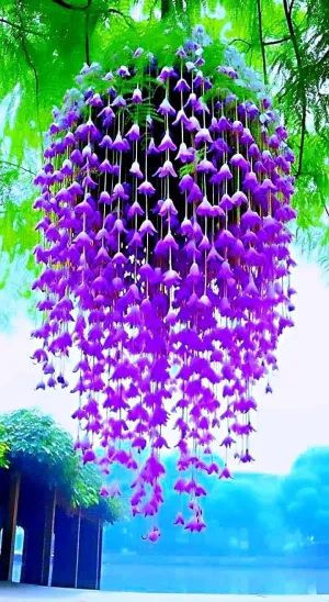 Canterbury Bell Seeds for Hanging Baskets, Purple Campanula Flowers, 2 Packs 0f 20 Seeds Each for Home or Garden Limited Supply Order Now!