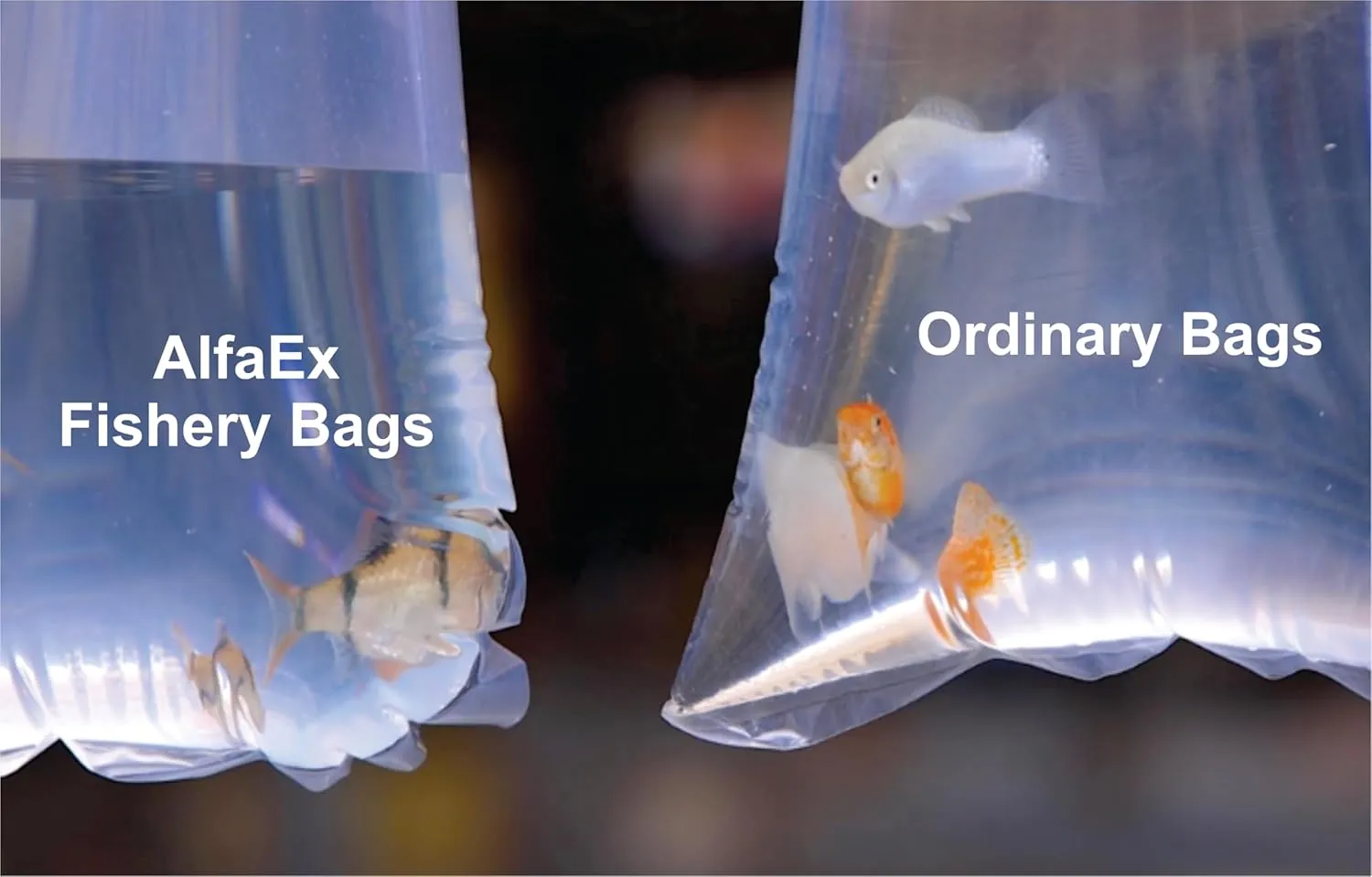 Fishery Bags 12 Inches Leak Proof Rounded Bottom Corners Clear Plastic Fish Bags for Marine and Tropical Fish Transport. (12" x 18" / 50 Pack / 4 Mil)