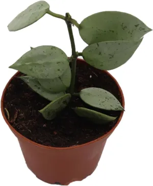 Hoya Krohniana 'Eskimo' Super Silver- 2'' from California Tropicals