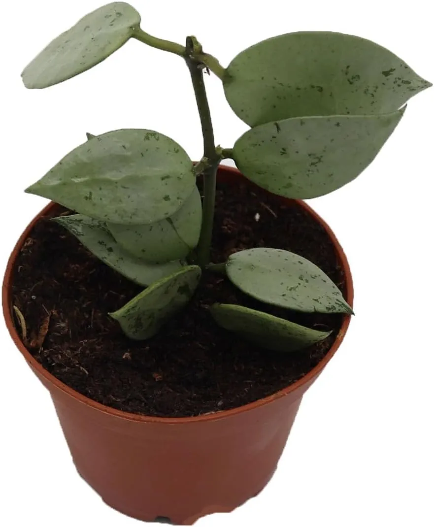 Hoya Krohniana 'Eskimo' Super Silver- 2'' from California Tropicals