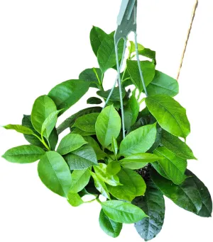 Hoya Shooting Star - Hoya Multiflora - Hoya Plants Live Houseplants - Stunning Shooting Star-Shaped Blooms - Air Purifying Tropical Vine - CA Seller (2 Plants in 4.5" Pot)