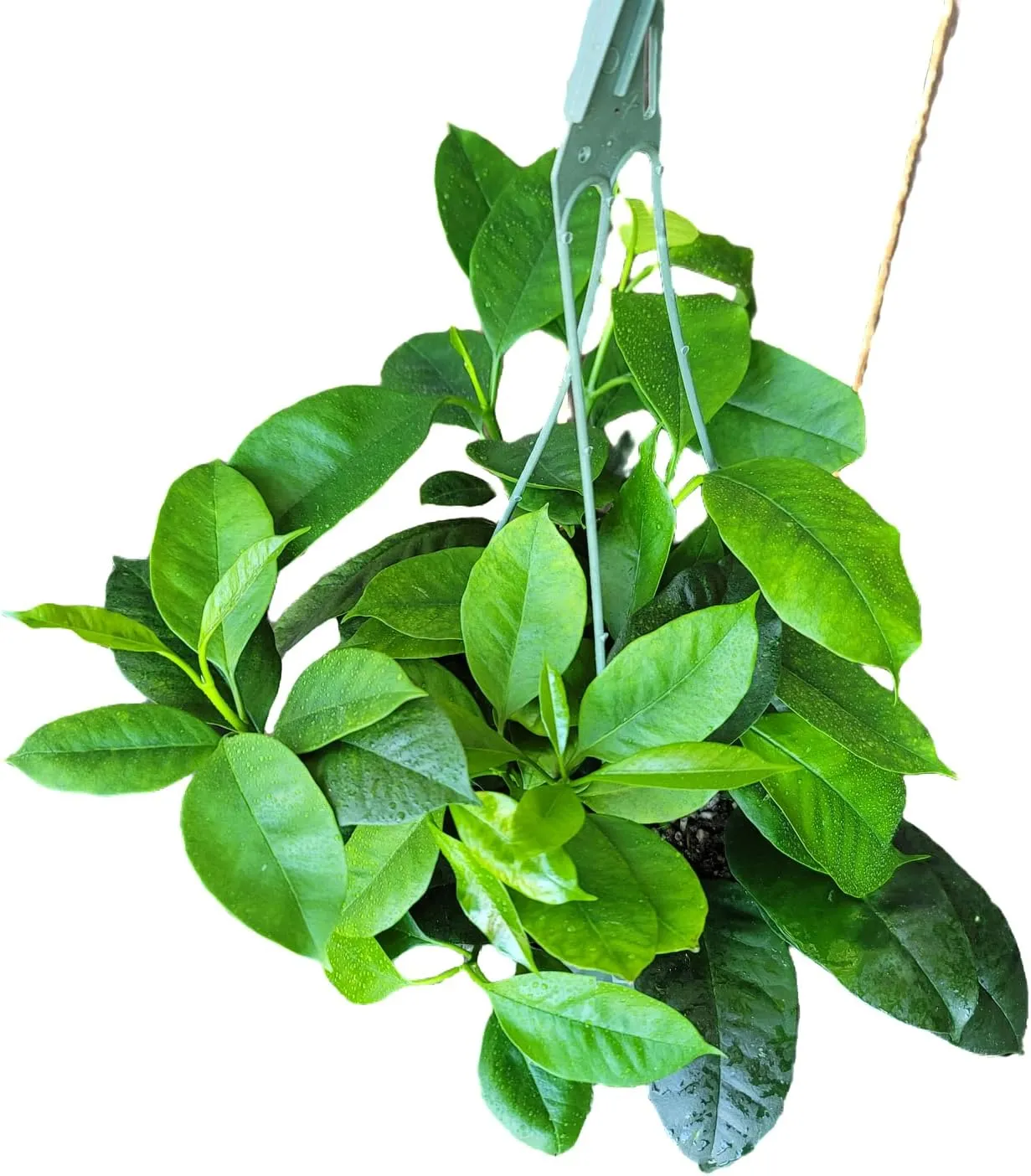 Hoya Shooting Star - Hoya Multiflora - Hoya Plants Live Houseplants - Stunning Shooting Star-Shaped Blooms - Air Purifying Tropical Vine - CA Seller (2 Plants in 4.5" Pot)