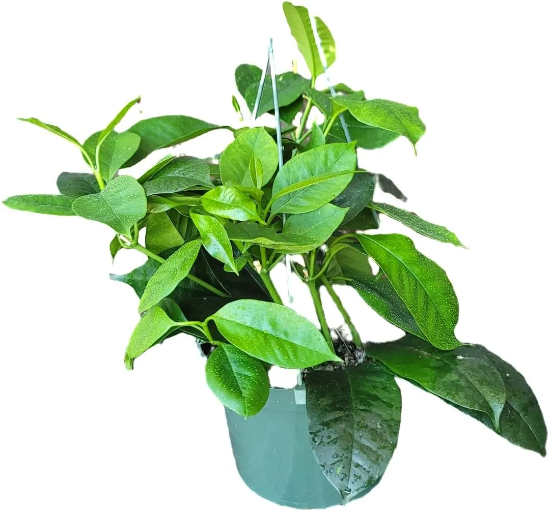 Hoya Shooting Star - Hoya Multiflora - Hoya Plants Live Houseplants - Stunning Shooting Star-Shaped Blooms - Air Purifying Tropical Vine - CA Seller (2 Plants in 4.5" Pot)