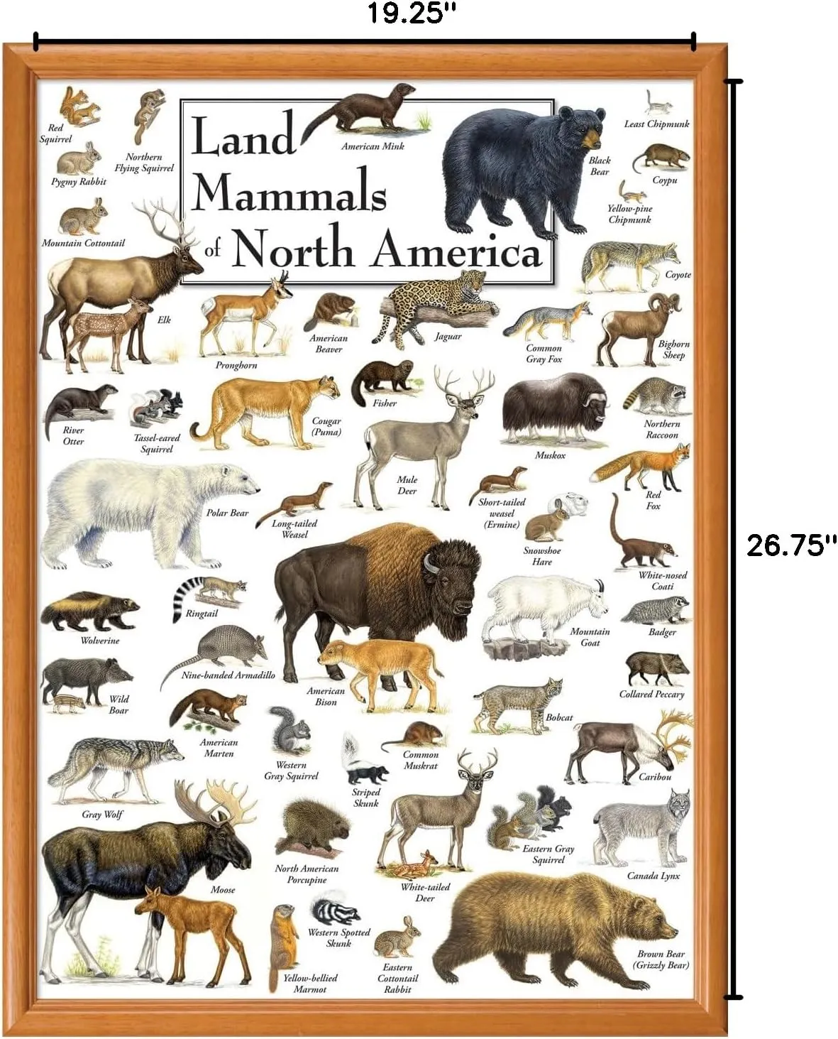 MasterPieces 1000 Piece Jigsaw Puzzle for Adults, Family, Or Youth - Land Mammals of North America - 19.25"x26.75"