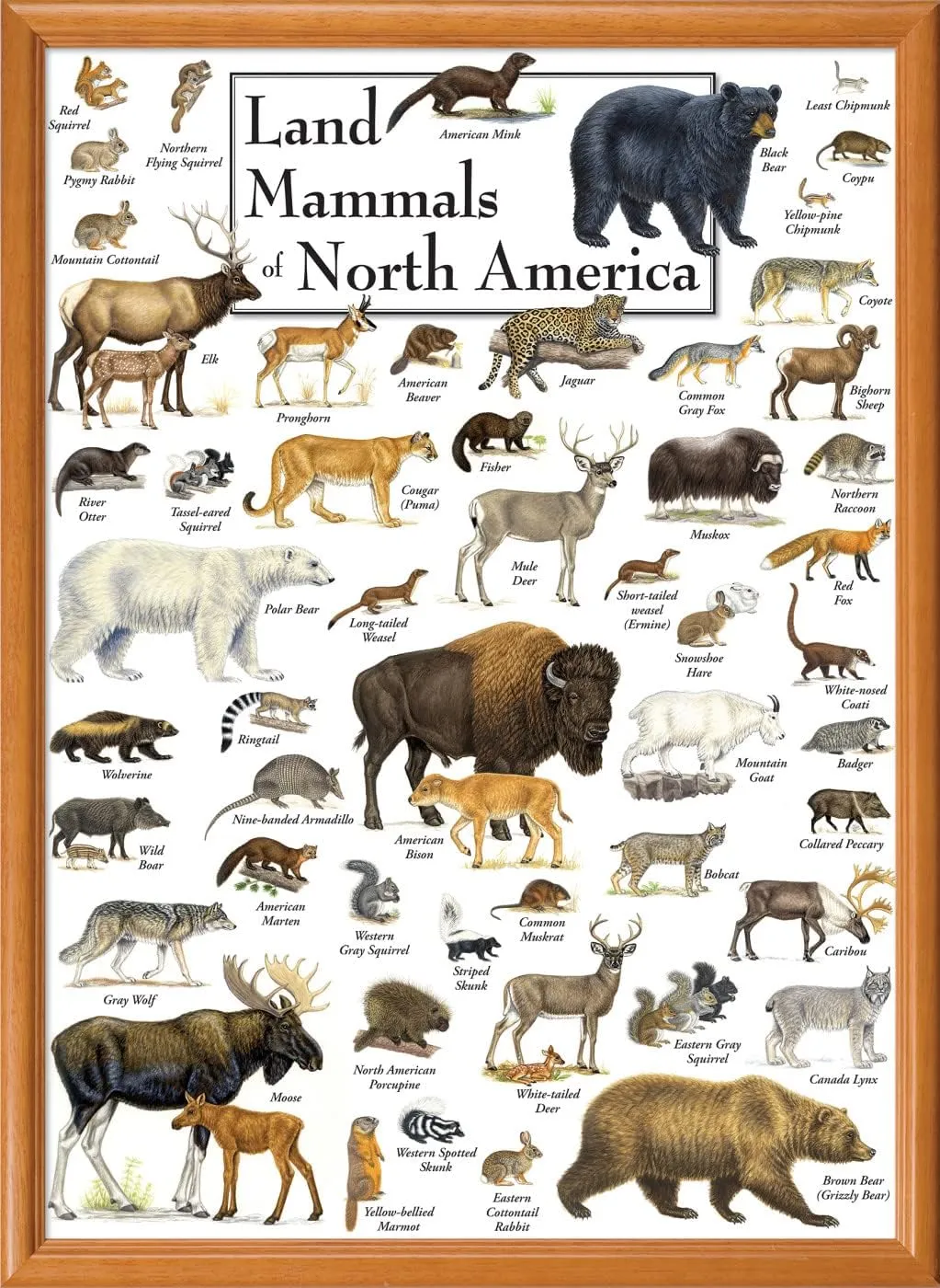 MasterPieces 1000 Piece Jigsaw Puzzle for Adults, Family, Or Youth - Land Mammals of North America - 19.25"x26.75"