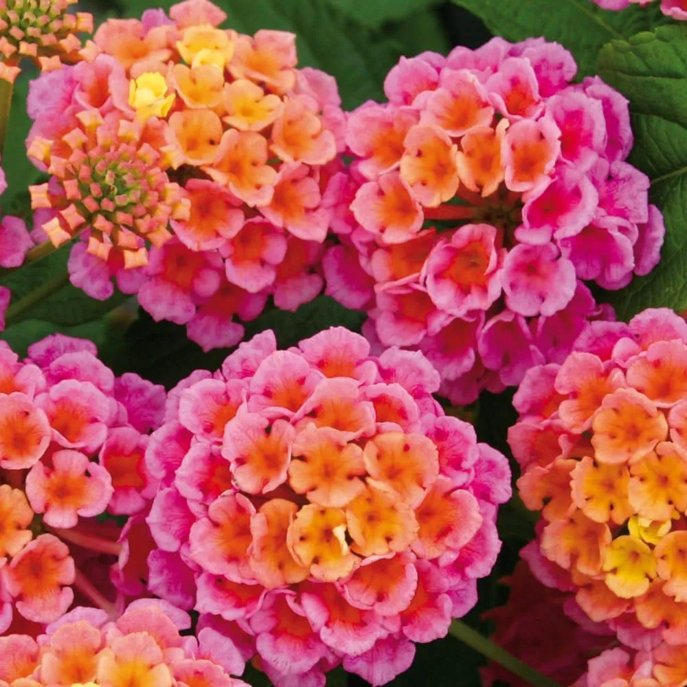 Pack 4 Rose Lantana Plants Live for Planting, Lantana Live Plants 4-9 Inch Tall, Perennial Lantana Flowers