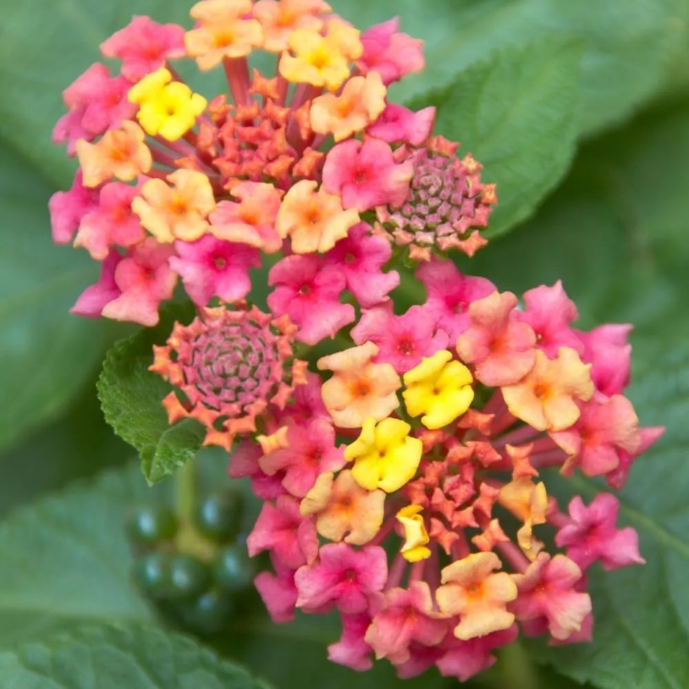 Pack 4 Rose Lantana Plants Live for Planting, Lantana Live Plants 4-9 Inch Tall, Perennial Lantana Flowers