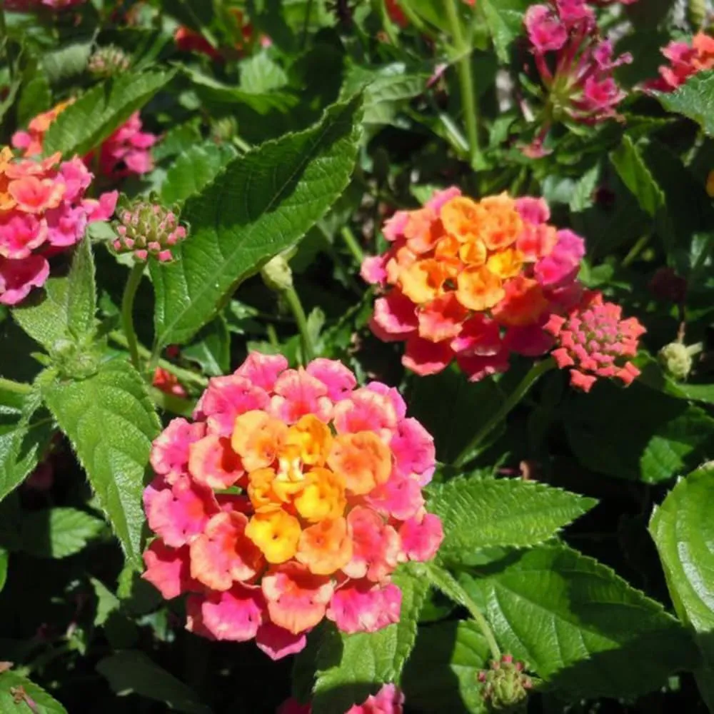 Pack 4 Rose Lantana Plants Live for Planting, Lantana Live Plants 4-9 Inch Tall, Perennial Lantana Flowers