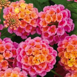 Pack 4 Rose Lantana Plants Live for Planting, Lantana Live Plants 4-9 Inch Tall, Perennial Lantana Flowers