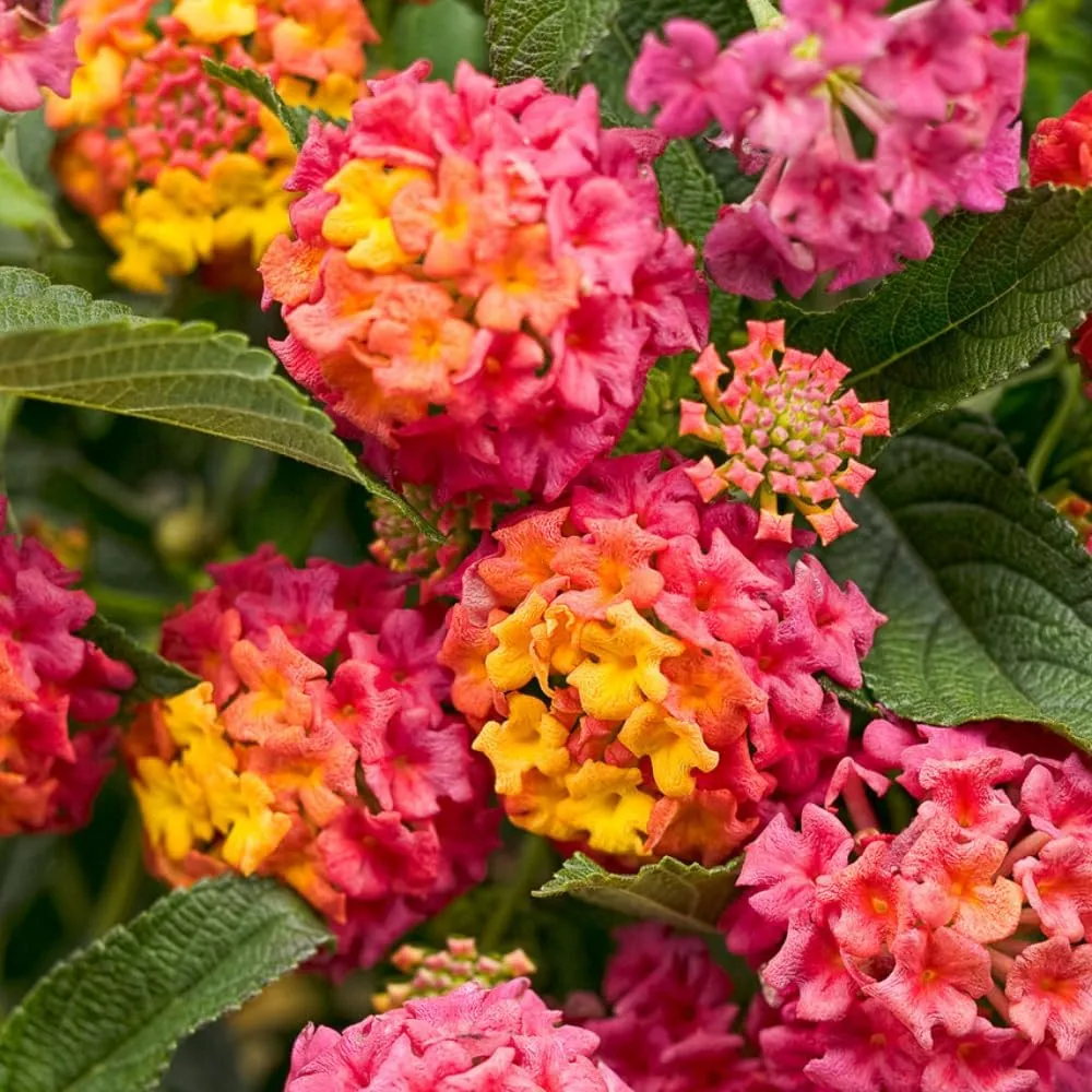 Pack 4 Rose Lantana Plants Live for Planting, Lantana Live Plants 4-9 Inch Tall, Perennial Lantana Flowers