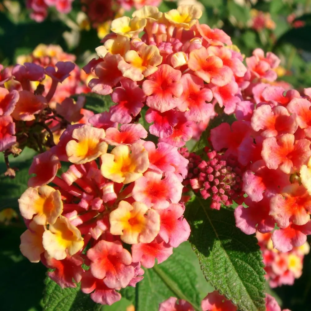 Pack 4 Rose Lantana Plants Live for Planting, Lantana Live Plants 4-9 Inch Tall, Perennial Lantana Flowers