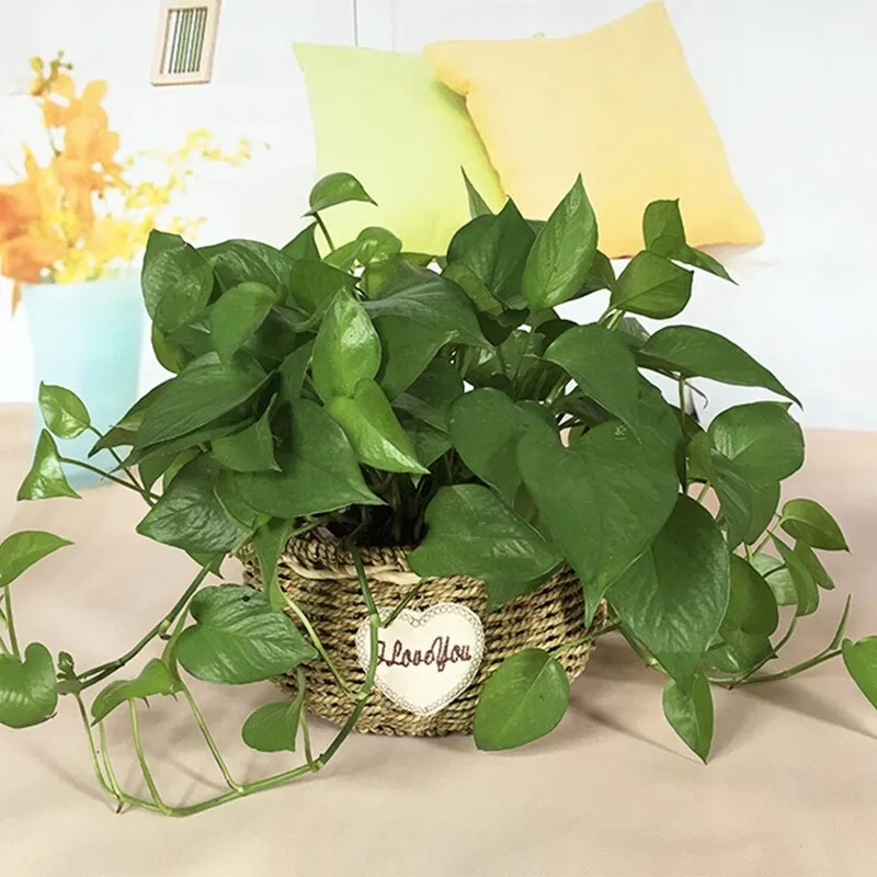 Straw Storage Basket Rattan Flower Pot Desktop Sundries Organizer